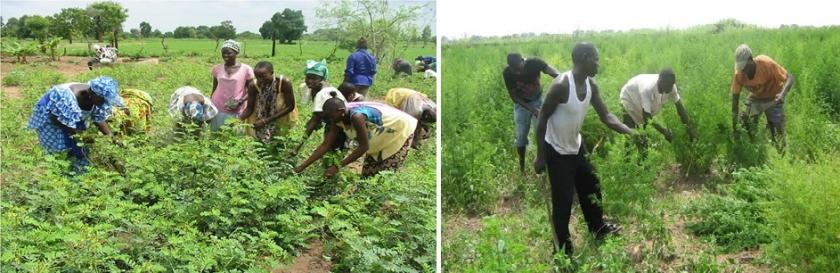 Harvesting%20in%20Senegal%20n%20Nigeria.jpg